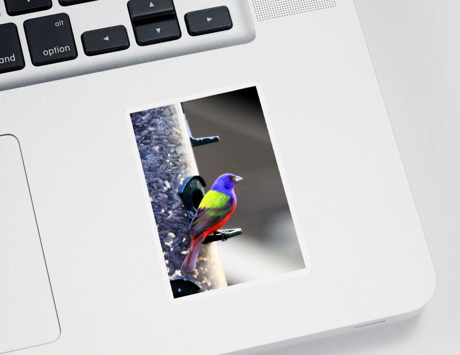 Bird Sticker featuring the photograph Painted Bunting - IMG 9757-002 by Travis Truelove