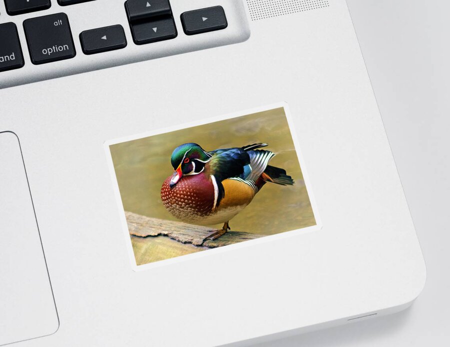 Painted Wood Duck Sticker featuring the photograph Painted Wood Duck by Wes and Dotty Weber