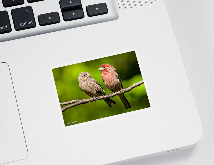 Affectionate Sticker featuring the photograph Pair of House Finches in a Tree by Jeff Goulden
