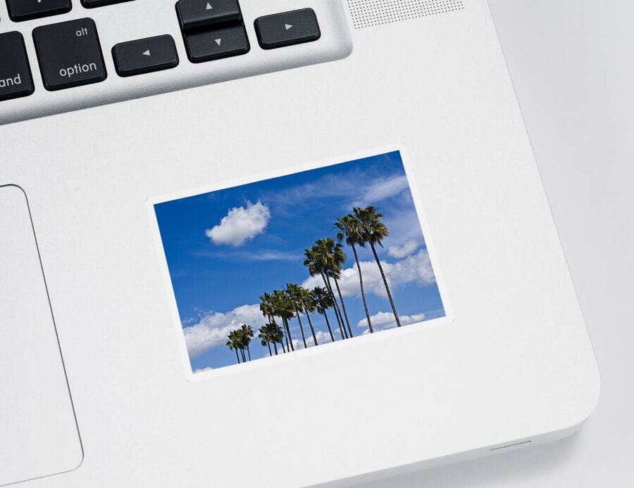 Tree Sticker featuring the photograph Palm Trees in San Diego California No. 1661 by Randall Nyhof