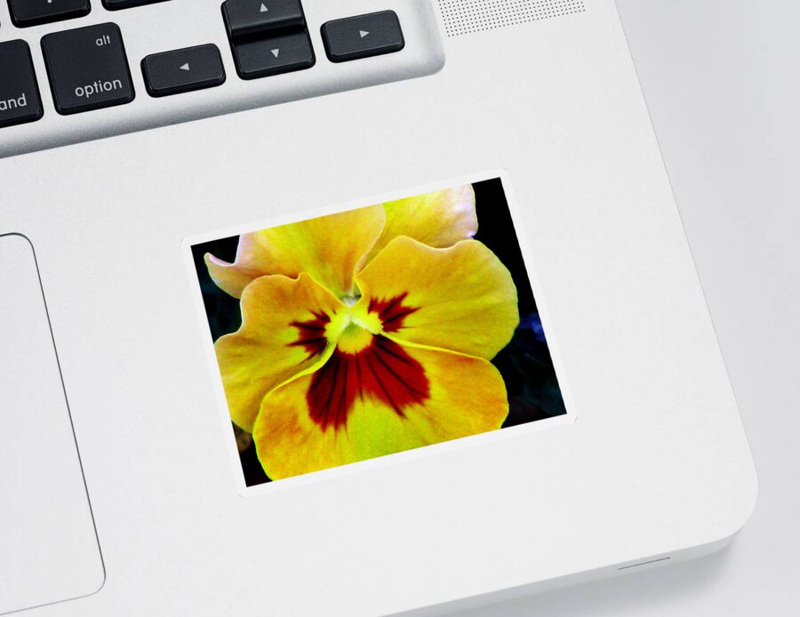 Pansy Sticker featuring the photograph Pansy Flower 01 by Pamela Critchlow