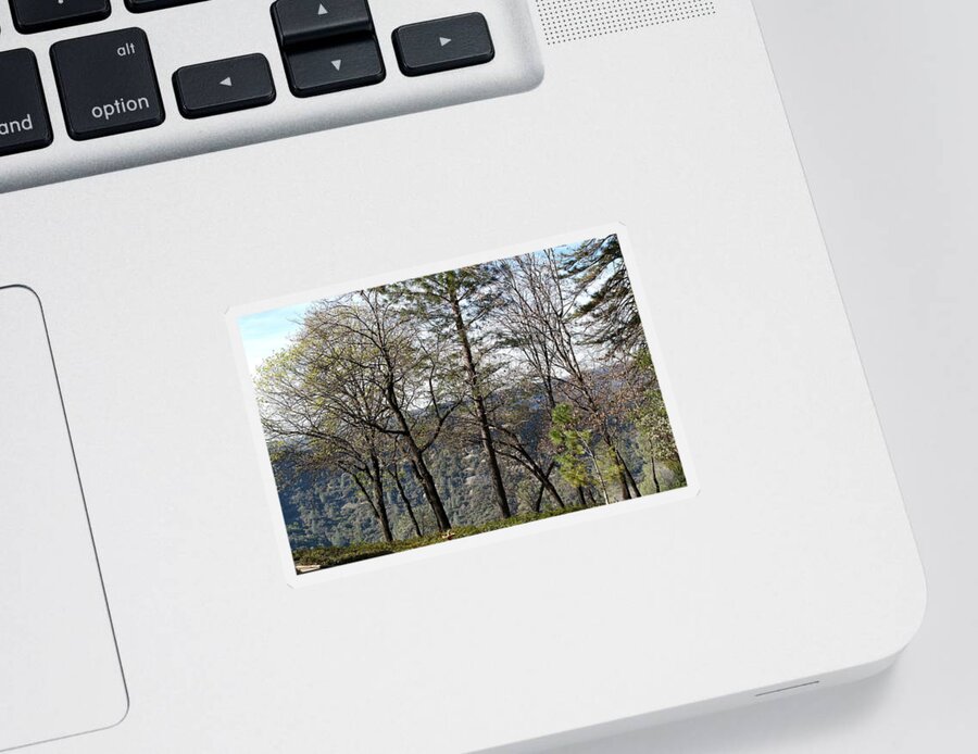 Butte Creek Canyon Sticker featuring the photograph Paradise View by Michele Myers