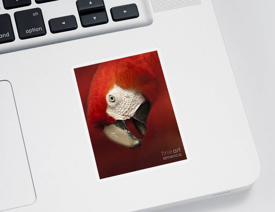 Parrot Sticker featuring the photograph Parrot Portrait by Pam Holdsworth