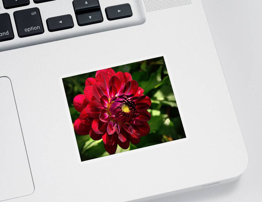 Red Sticker featuring the photograph Passionate Dahlia by Tikvah's Hope