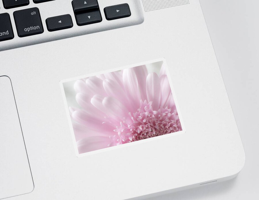 Floral Sticker featuring the photograph Pastel Daisy by Dale Kincaid