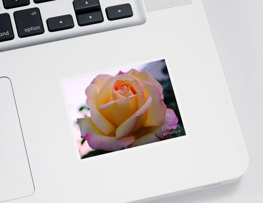 Rose Sticker featuring the photograph Peaceful Aura by Judy Palkimas