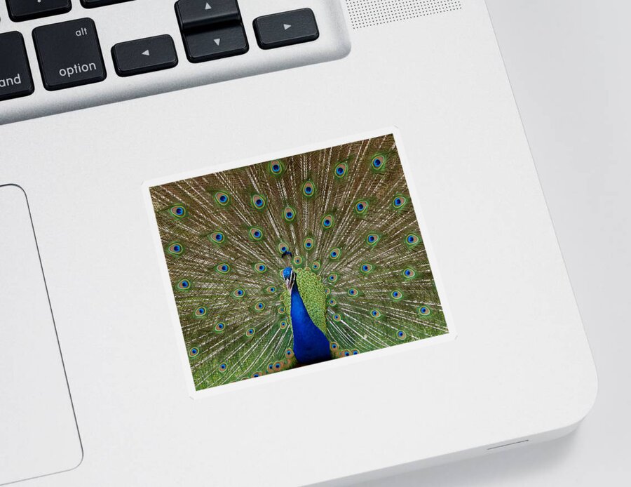 Bird Sticker featuring the photograph Peacock by Ernest Echols