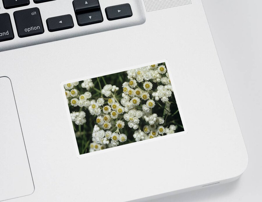 Anaphalis Sticker featuring the photograph Pearly Everlasting by Jeanne White