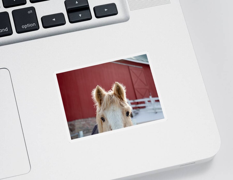 Horse Ears Sticker featuring the photograph Peek A Boo by Courtney Webster