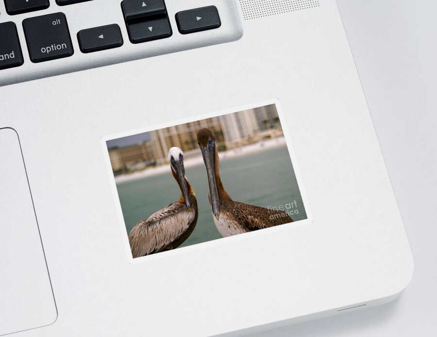 Pelican Sticker featuring the photograph Pelican Couple by Jennifer White