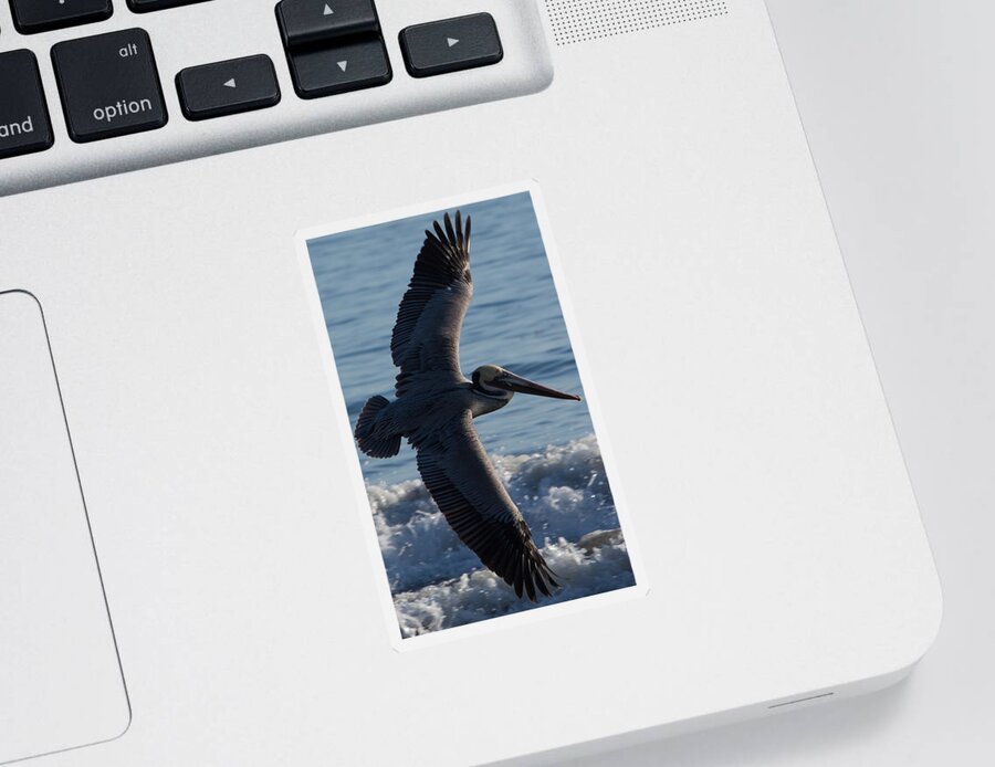 Pelican Sticker featuring the photograph Pelican Flight by John Daly
