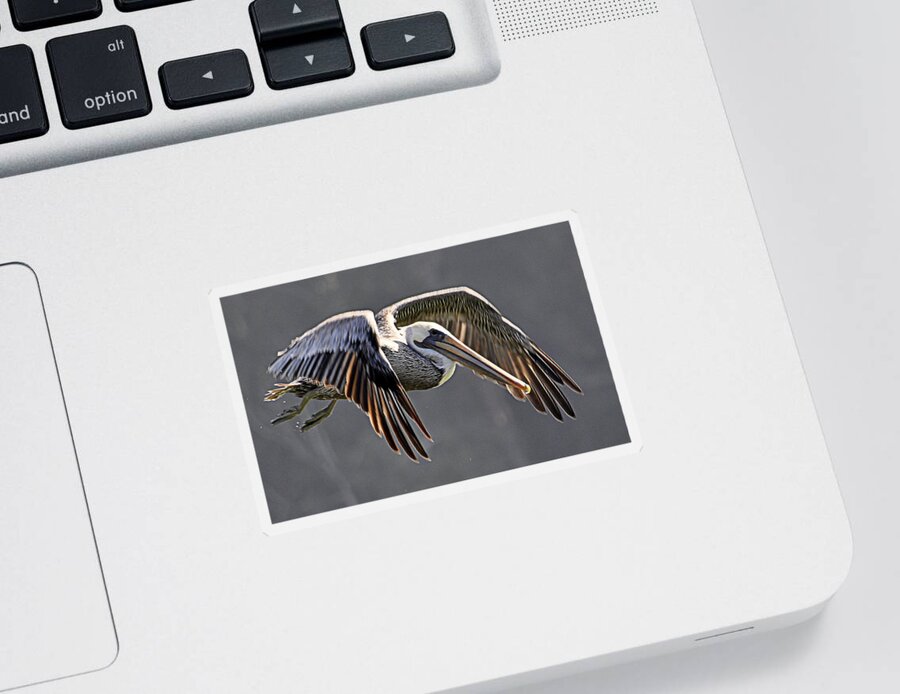 Birds Sticker featuring the photograph Pelican Flyby by AJ Schibig