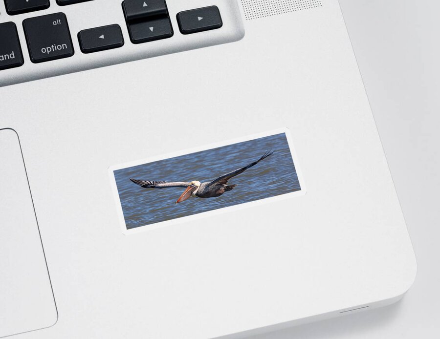 Pelican Sticker featuring the photograph Pelican in Flight by Patricia Schaefer
