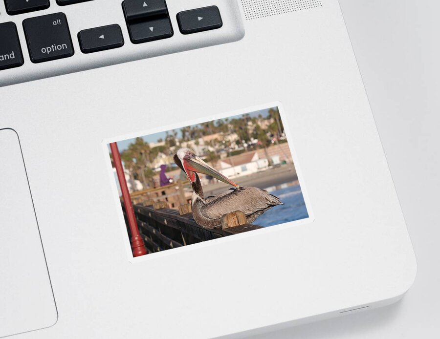 Wild Sticker featuring the photograph Pelican Sitting on Pier by Christy Pooschke