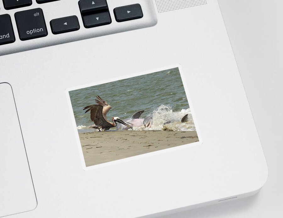 Pelican Sticker featuring the photograph Pelican Steals the Fish by Patricia Schaefer