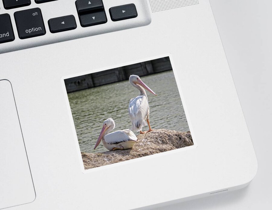 American White Pelicans Sticker featuring the photograph Pelicans By The Pair by Ella Kaye Dickey