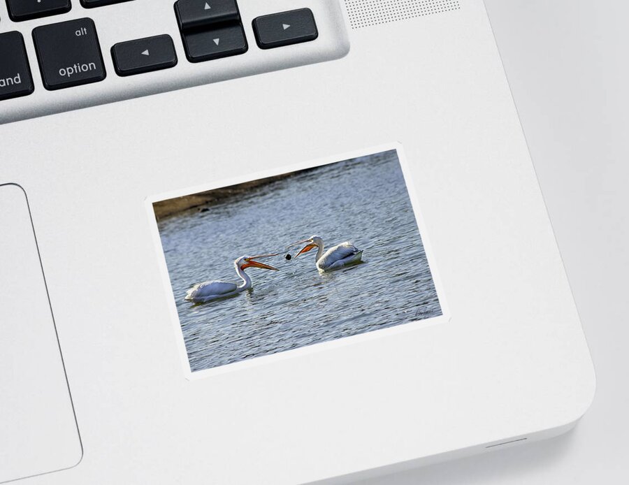 Pelicans Sticker featuring the photograph Pelicans Playing Catch by Diana Haronis