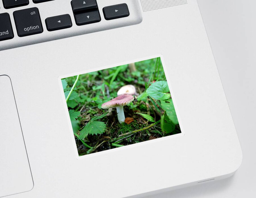 Mushroom Sticker featuring the photograph Pennsylvania Woodland Fungi 1 by Richard Reeve