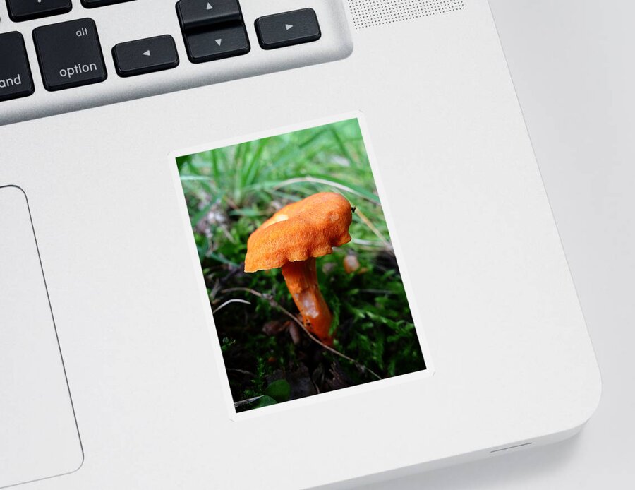 Mushroom Sticker featuring the photograph Pennsylvania Woodland Fungi 4 by Richard Reeve