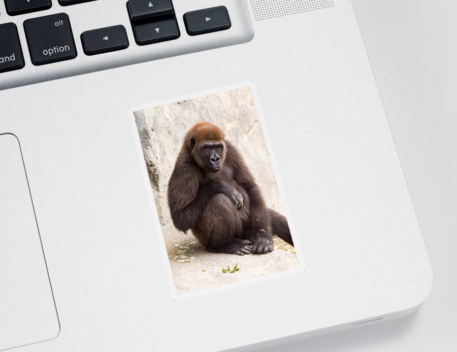 Africa Sticker featuring the photograph Pensive Gorilla by Raul Rodriguez