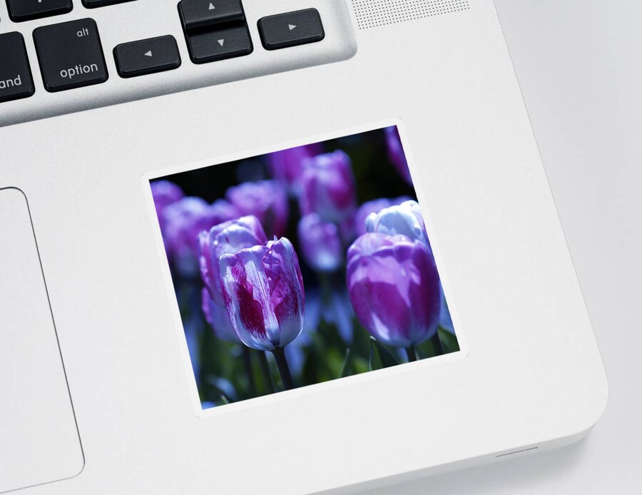 Tulips Descanso Gardens Sticker featuring the photograph Peppermint Candies by Joe Schofield