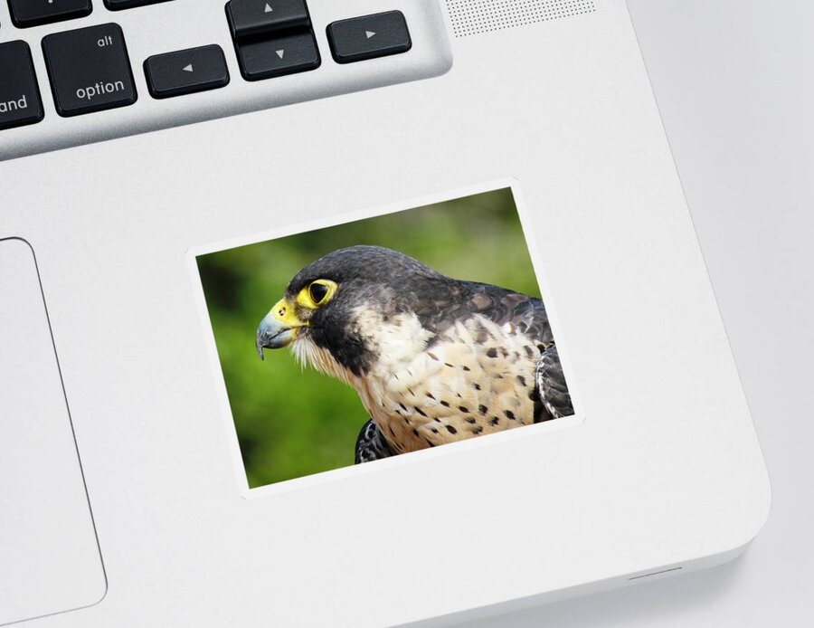 Bird Sticker featuring the photograph Peregrine Falcon by Cynthia Guinn