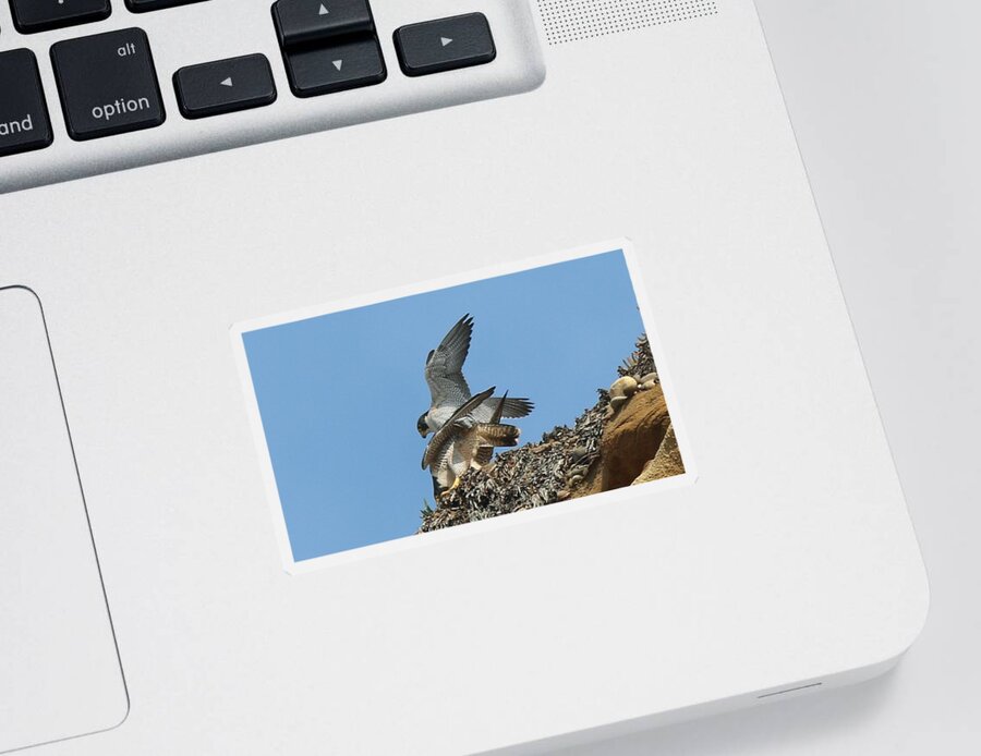 Peregrine Sticker featuring the photograph Peregrine Falcons - 4 by Christy Pooschke