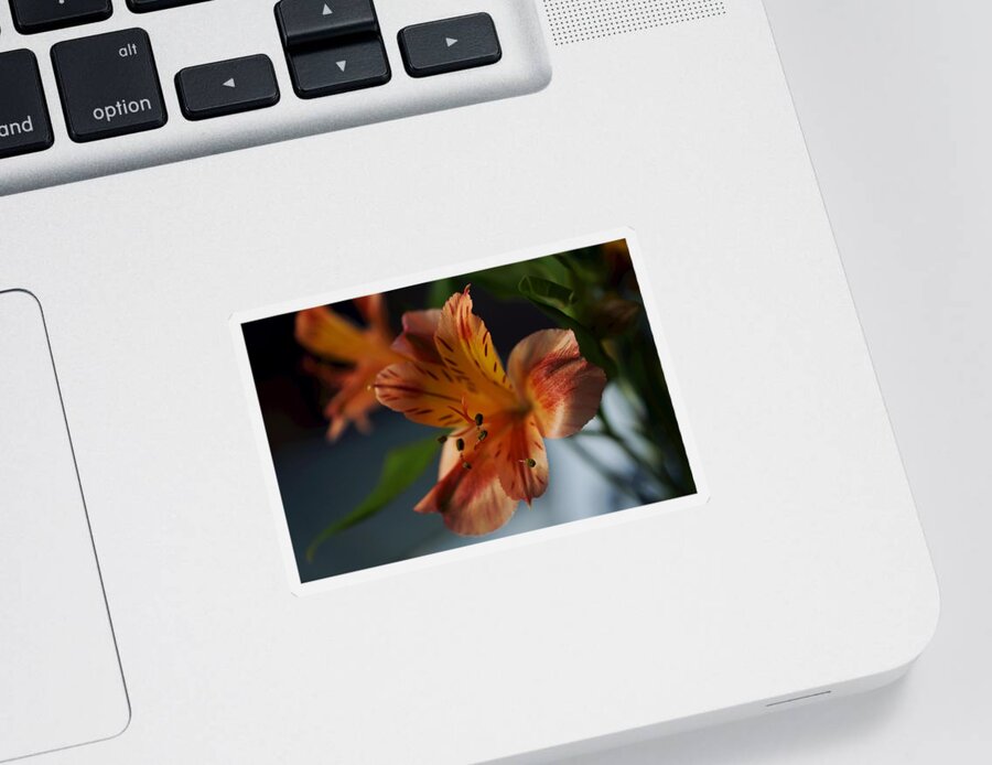 Matt Matekovic Sticker featuring the photograph Peruvian Lily by Photographic Arts And Design Studio