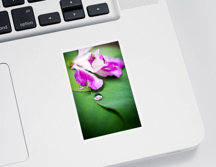 Floral Sticker featuring the photograph Peruvian Lily Raindrop by Priya Ghose