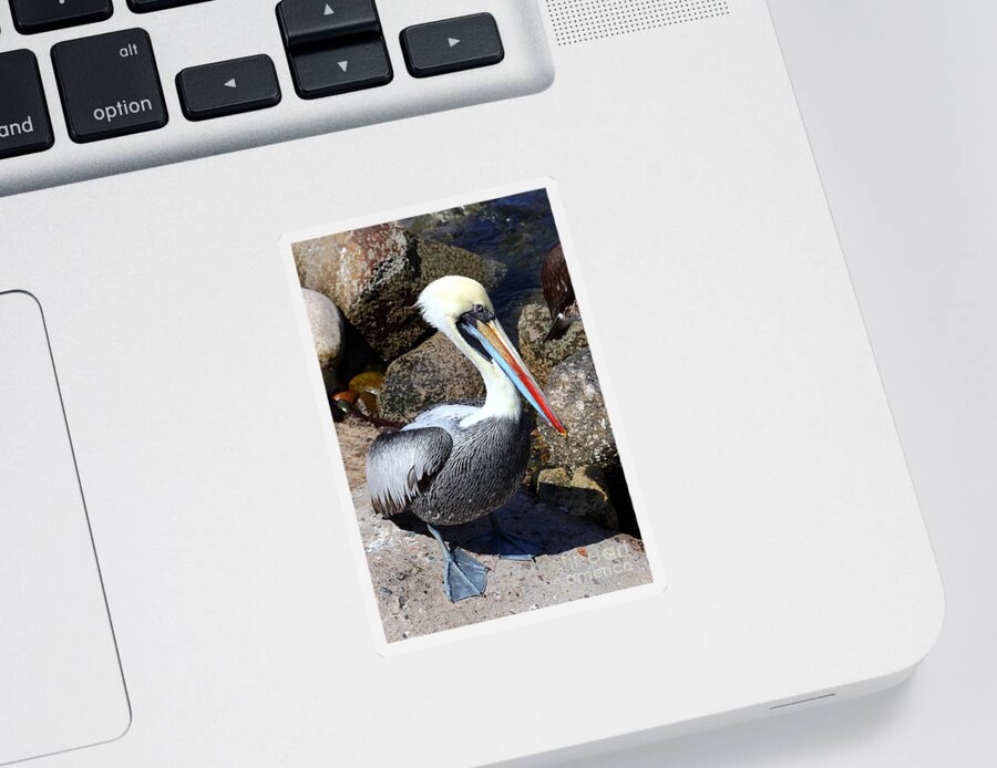 Pelican Sticker featuring the photograph Peruvian Pelican by James Brunker