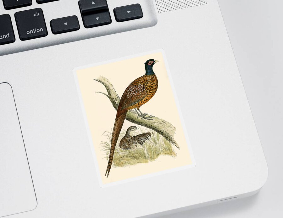Birds Sticker featuring the painting Pheasant by Beverley R Morris