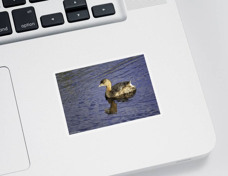 Bird Sticker featuring the photograph Pied-billed Grebe by Fran Gallogly