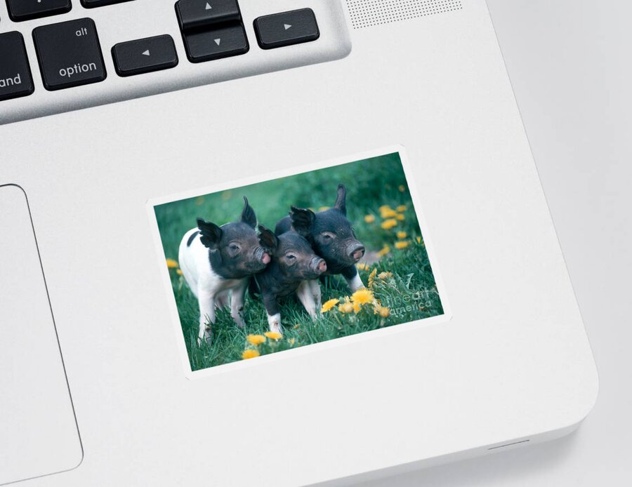 Nature Sticker featuring the photograph Piglets by Alan and Sandy Carey