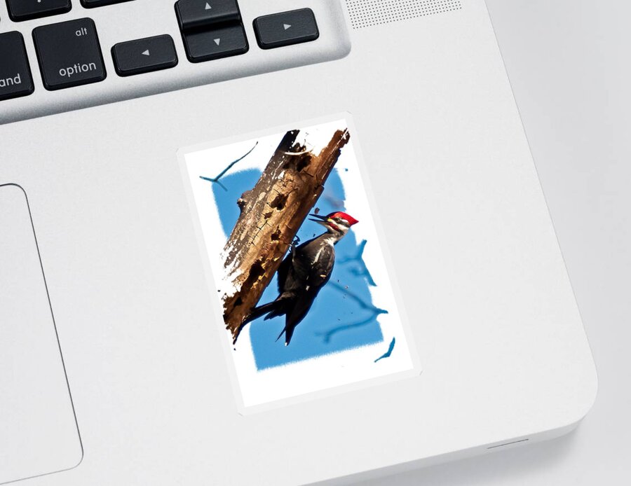 Pileated Woodpecker Sticker featuring the photograph Pileated Woodpecker by Robert L Jackson