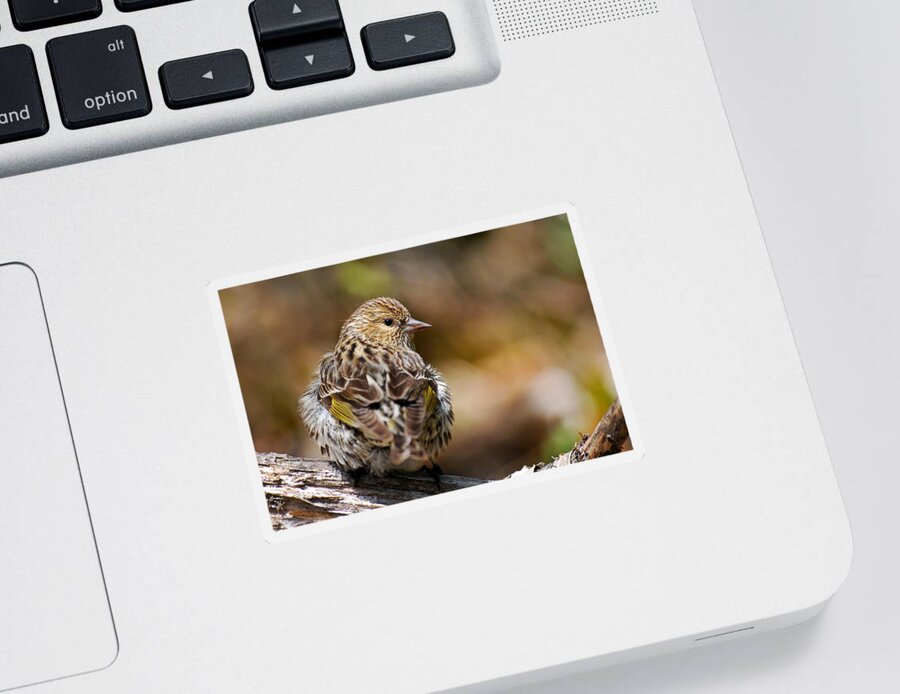 Bird Sticker featuring the photograph Pine Siskin Bird by Christina Rollo
