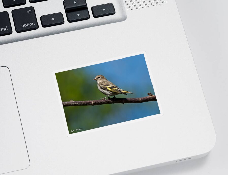 Animal Sticker featuring the photograph Pine Siskin Perched on a Branch by Jeff Goulden