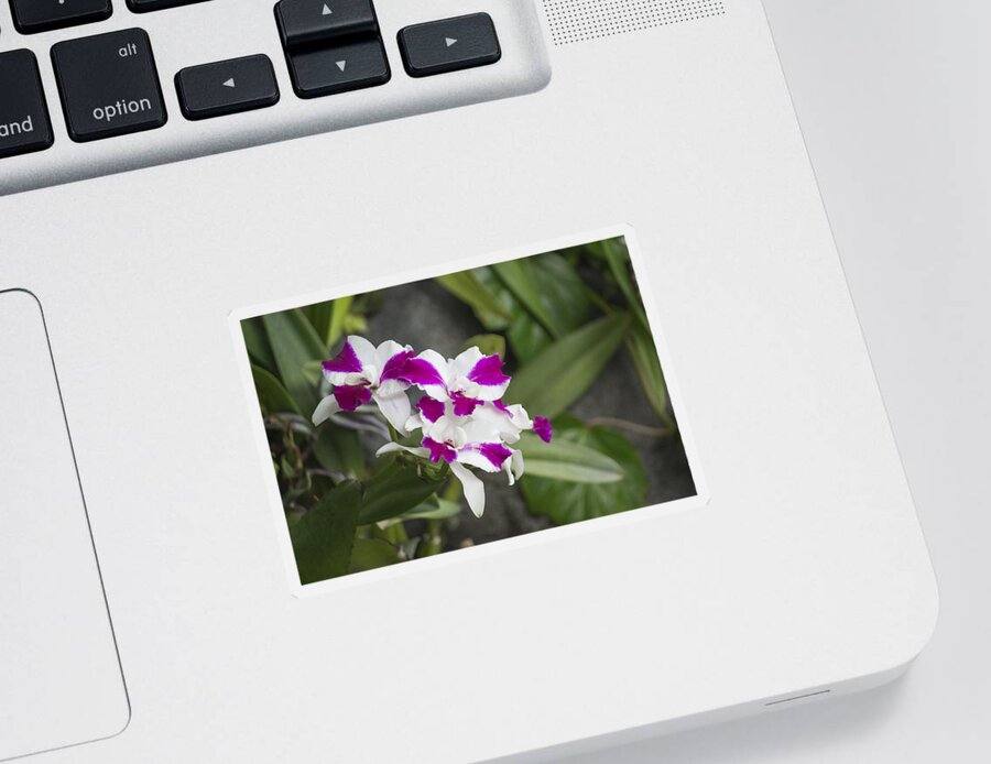 Pink And White Flower Sticker featuring the photograph Pink and White Bloom by Becca Buecher