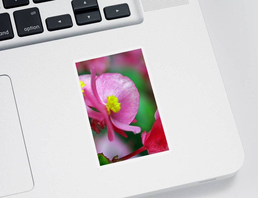 Flowers Sticker featuring the photograph Pink Begonia by Jennifer Robin