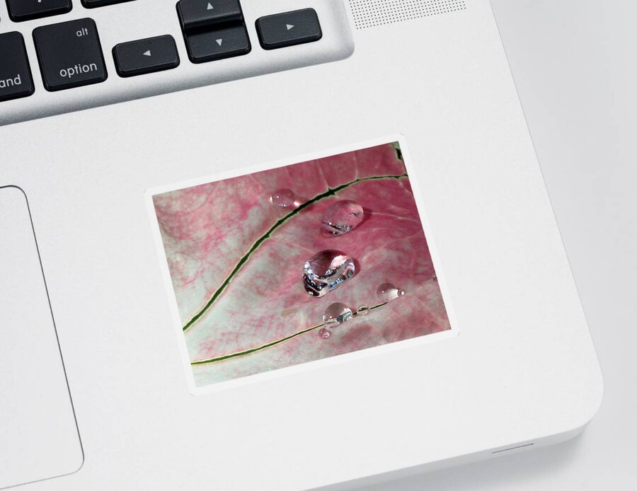 Caladium Sticker featuring the photograph Pink Fancy Leaf Caladium - September Tears by Pamela Critchlow