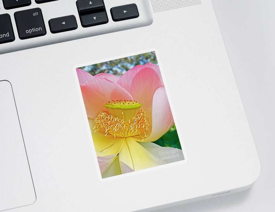 Photography Sticker featuring the photograph Pink Lotus Lily by Kaye Menner
