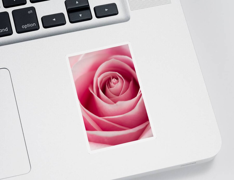 Rose Sticker featuring the photograph Pink Passion by Ernest Echols
