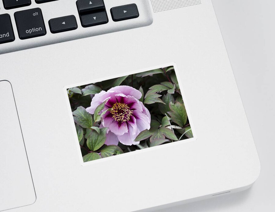 Floral Sticker featuring the photograph Pink Peony After The Rain by Priya Ghose