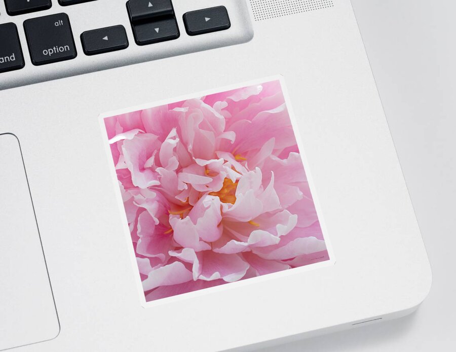 Peony Sticker featuring the photograph Pink Peony Flower Waving Petals by Jennie Marie Schell
