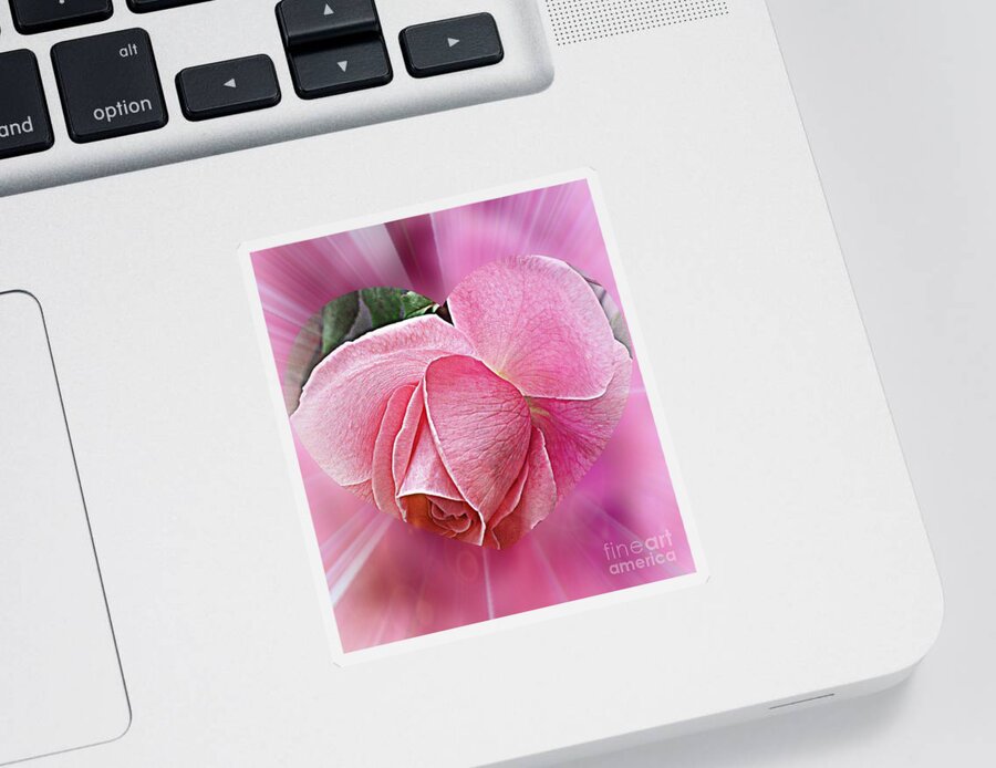 Rose Rose Sticker featuring the photograph Pink Ribbons Of Light by Judy Palkimas