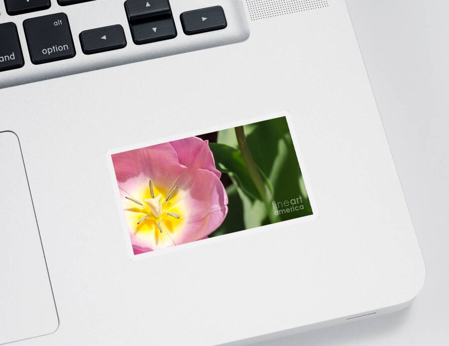 Flower Sticker featuring the photograph Pink Tulip by Andrea Anderegg