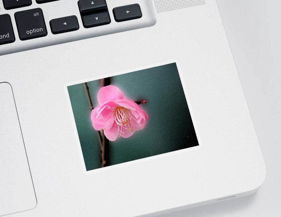 Flower Sticker featuring the photograph Pink Ume by Mike Kling