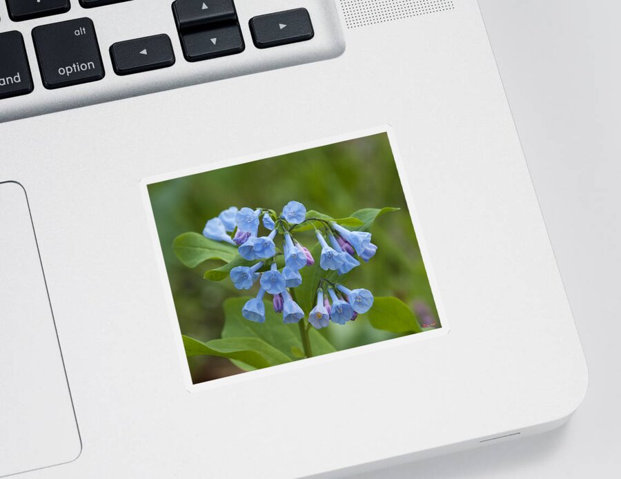 Spring Sticker featuring the photograph Pink Virginia Bluebells or Virginia Cowslip DSPF265 by Gerry Gantt