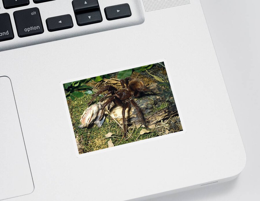 Animal Sticker featuring the photograph Pinkfoot Goliath Tarantula by John Mitchell