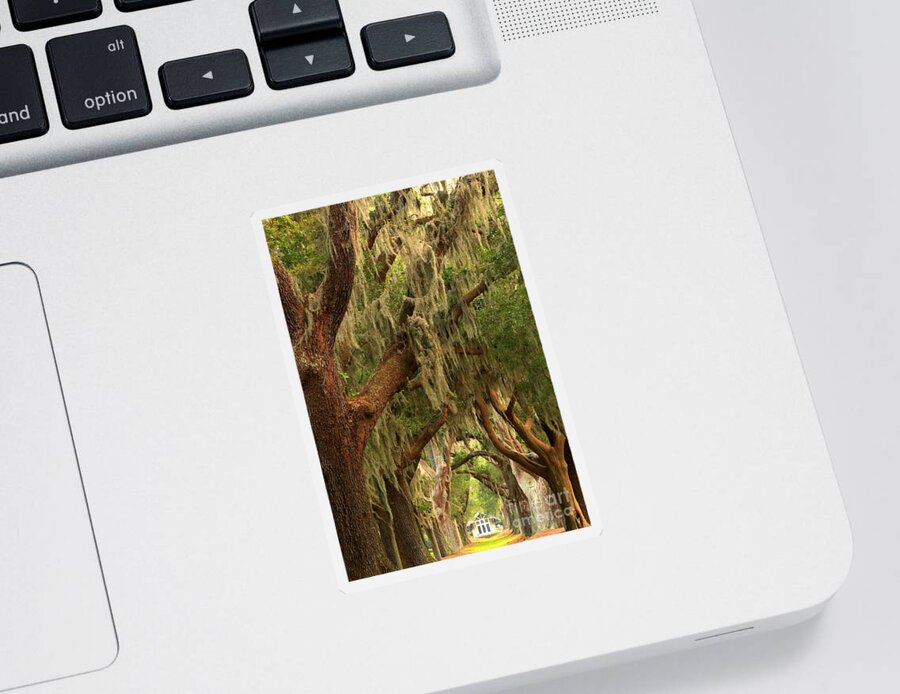 Avenue Of The Oaks Sticker featuring the photograph Plantation Oak Trees by Adam Jewell