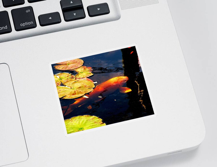Koi Fish Sticker featuring the photograph Playing Koi by Kim Bemis